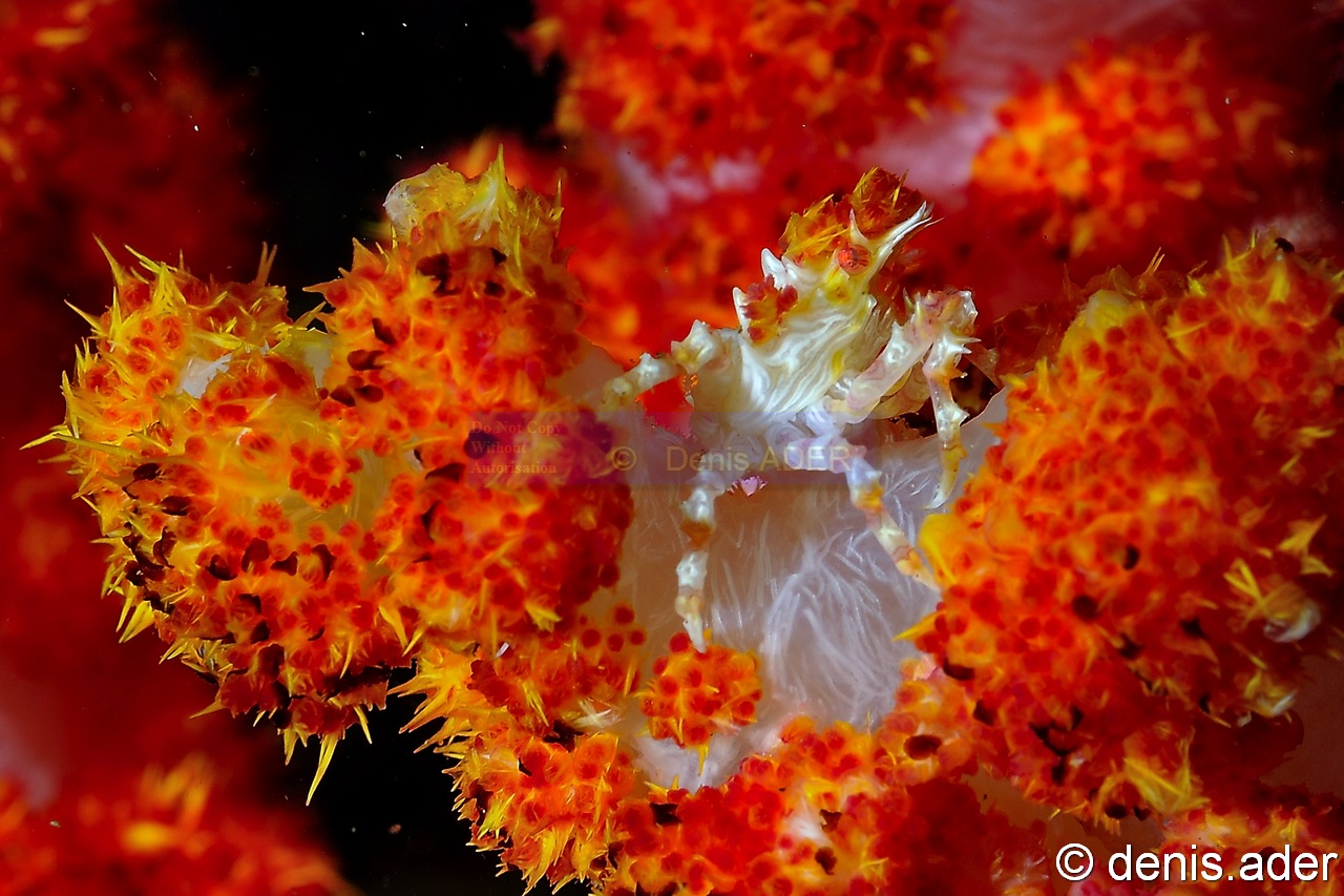 Hoplophrys oatesii crabe des Dendronephthya sp-Komodo Rino-11m-20160807-Denis-ADER-DSC_0681_tn.jpg